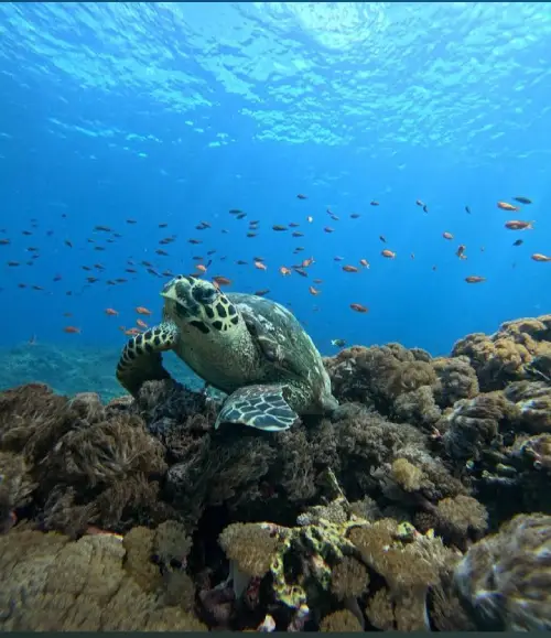 About SnorkelingTrip.web.id